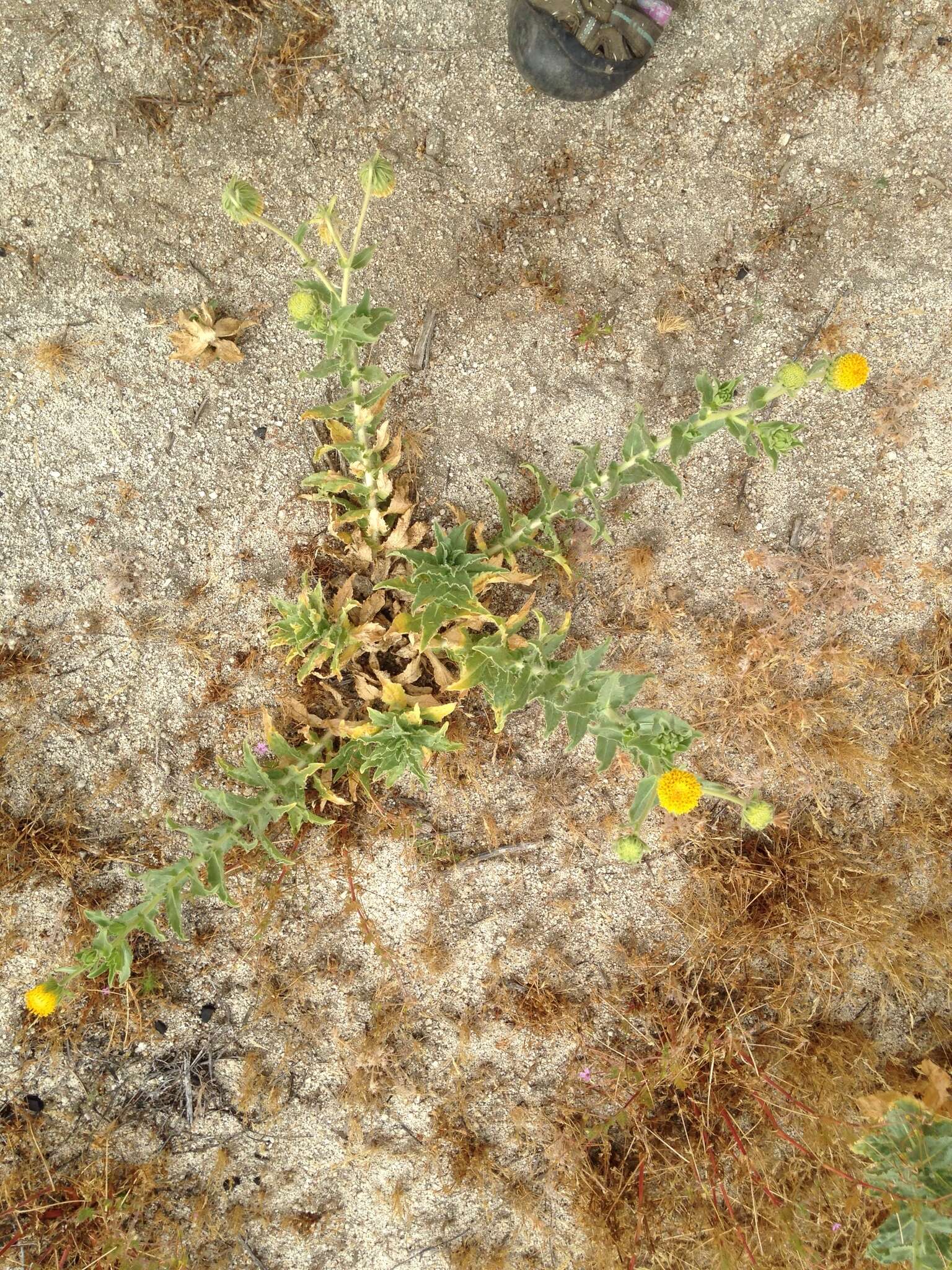 Plancia ëd Geraea viscida (A. Gray) Blake