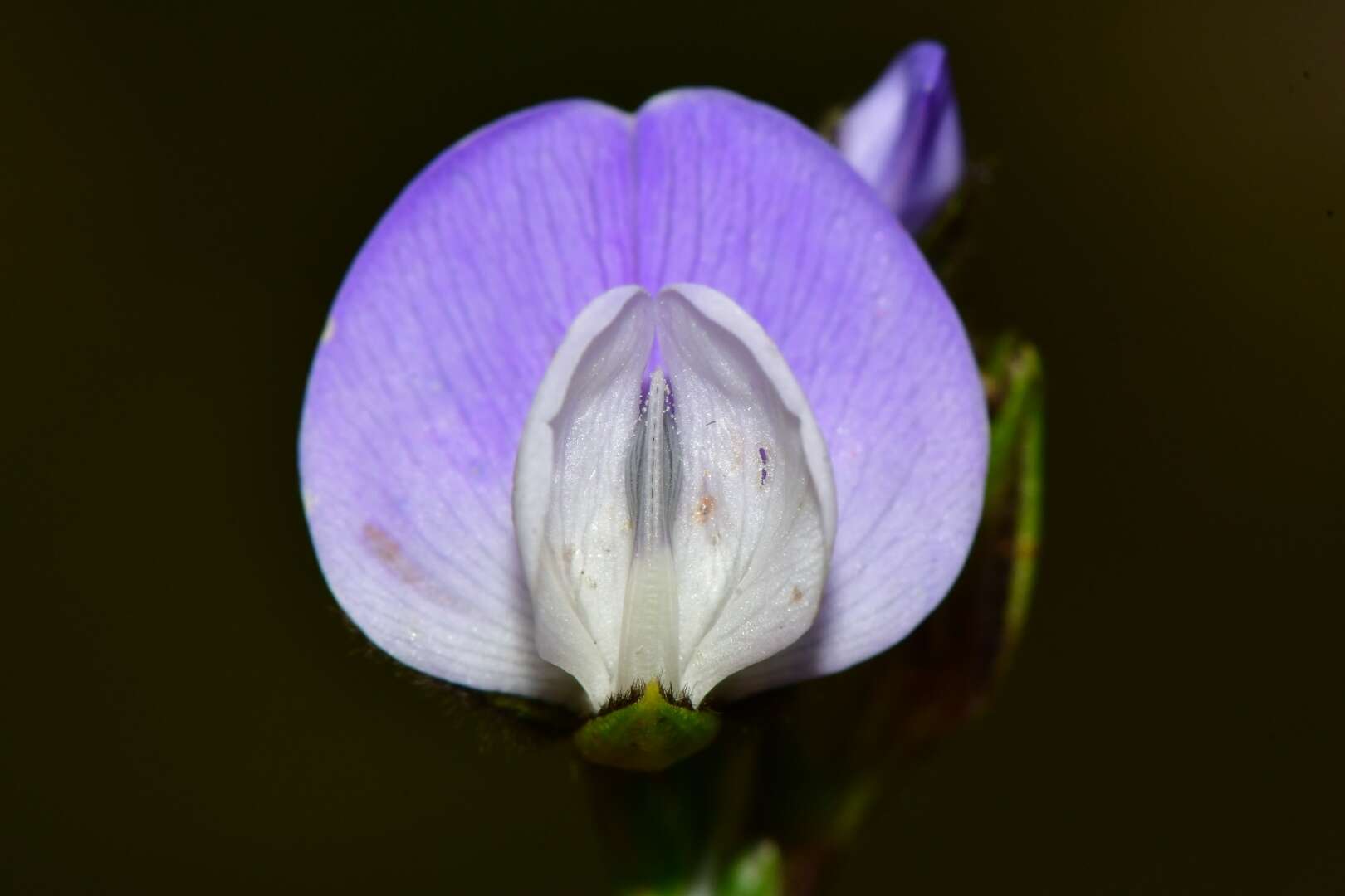 Image of <i>Psoralea congesta</i>