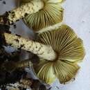 Слика од Lepiota xanthophylla P. D. Orton 1960