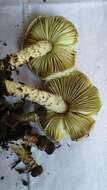 Image of Lepiota xanthophylla P. D. Orton 1960