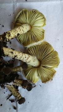 Lepiota xanthophylla P. D. Orton 1960 resmi