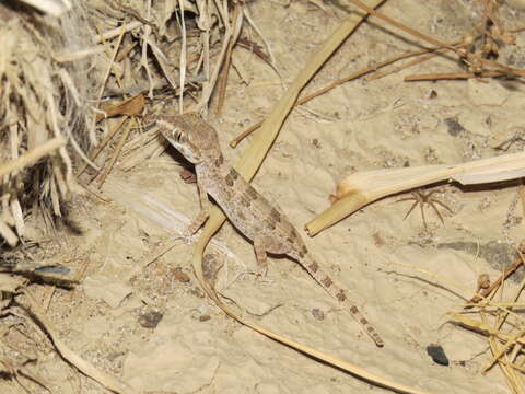 Trachydactylus resmi