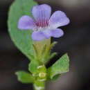 Image of Rice Paddy Herb