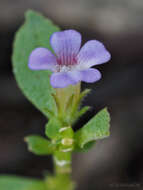 Image of Rice Paddy Herb