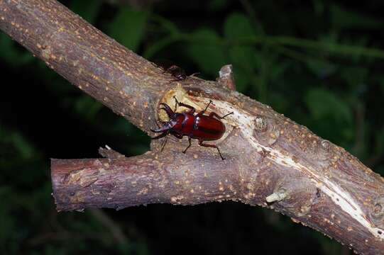 صورة Prosopocoilus (Psalidoremus) dissimilis Boileau 1898