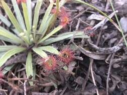 Image of Drosera dilatatopetiolaris Kondo