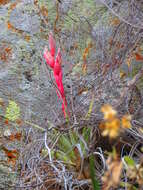 Image of Tillandsia roseoscapa Matuda