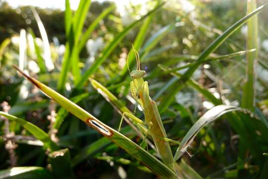 Image of New Zealand mantis