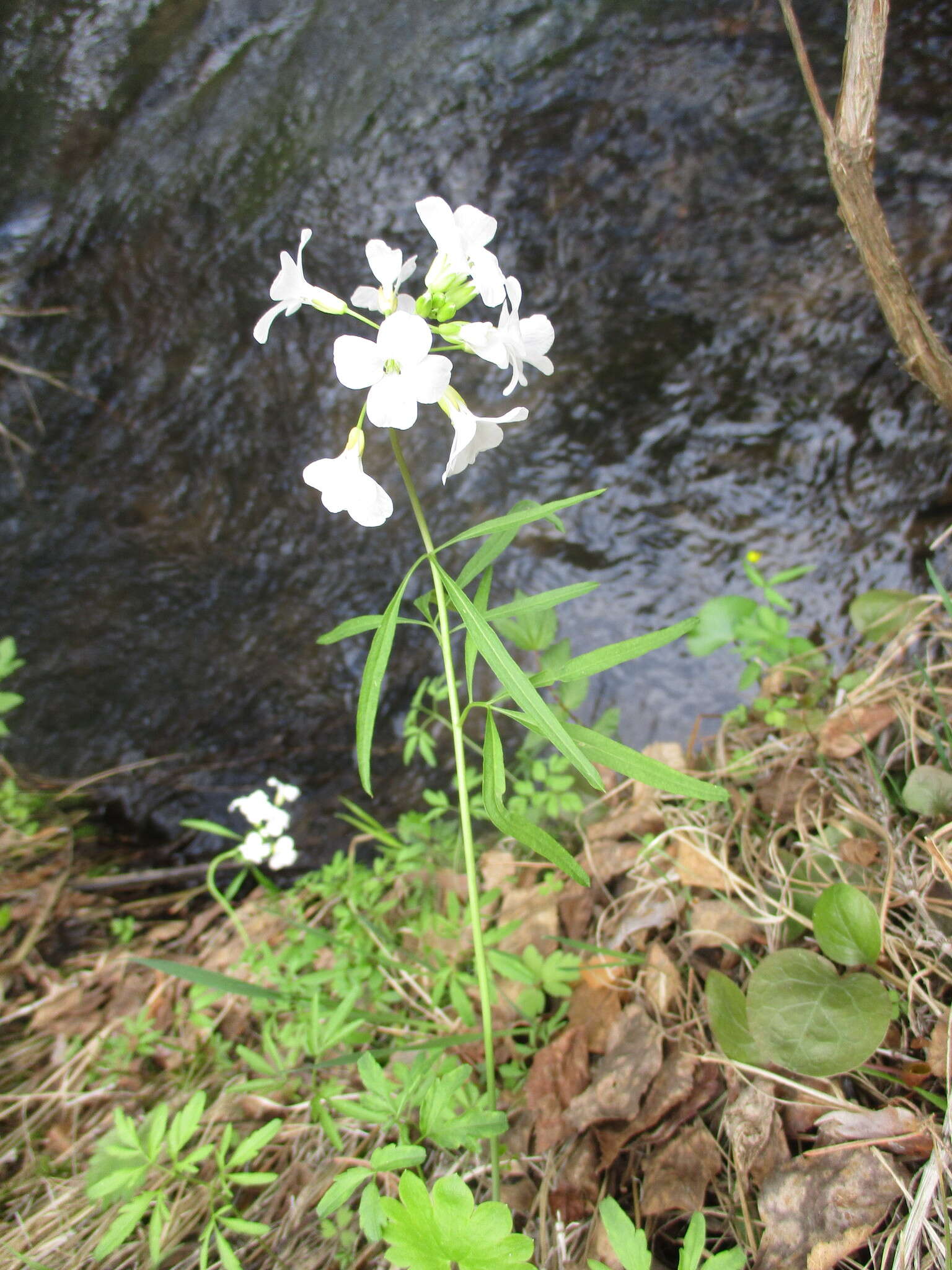 Imagem de Cardamine trifida (Lam. ex Poir.) B. M. G. Jones