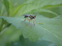 Image of Atomosia rufipes Macquart 1847