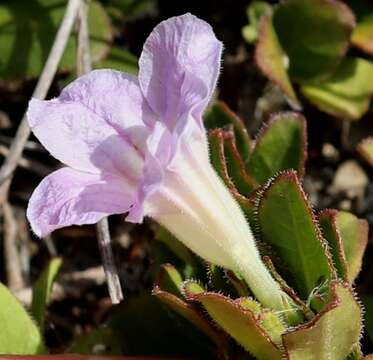 Imagem de Ruellia pilosa L. fil.