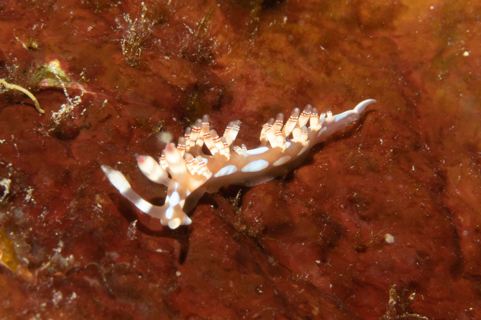 Image of Beautiful red-ring pastel slug