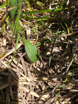 Image of Hieracium morii Hayata