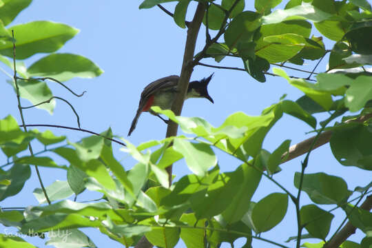 Image of Pycnonotus jocosus pattani Deignan 1948