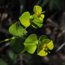 Image of Euphorbia valerianifolia Lam.