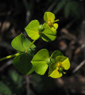 Image of Euphorbia valerianifolia Lam.