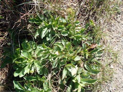 Image of Cutler's alpine goldenrod