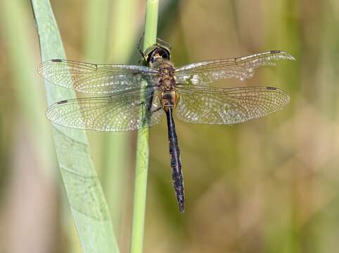 Image of Yellow-spotted Emerald