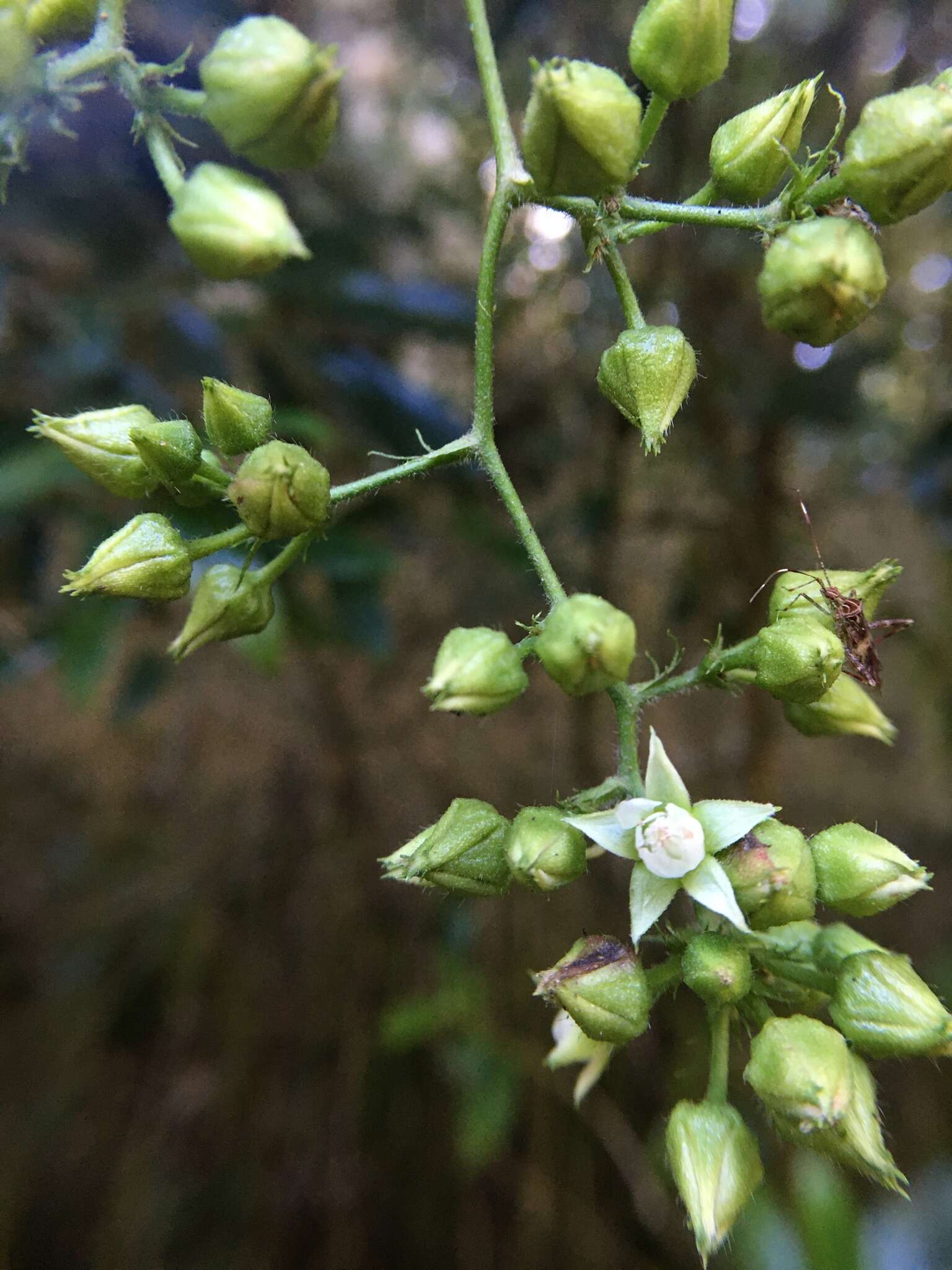 Image of Rubus lambertianus var. glandulosus Cardot