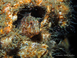 Image of Oyster blenny