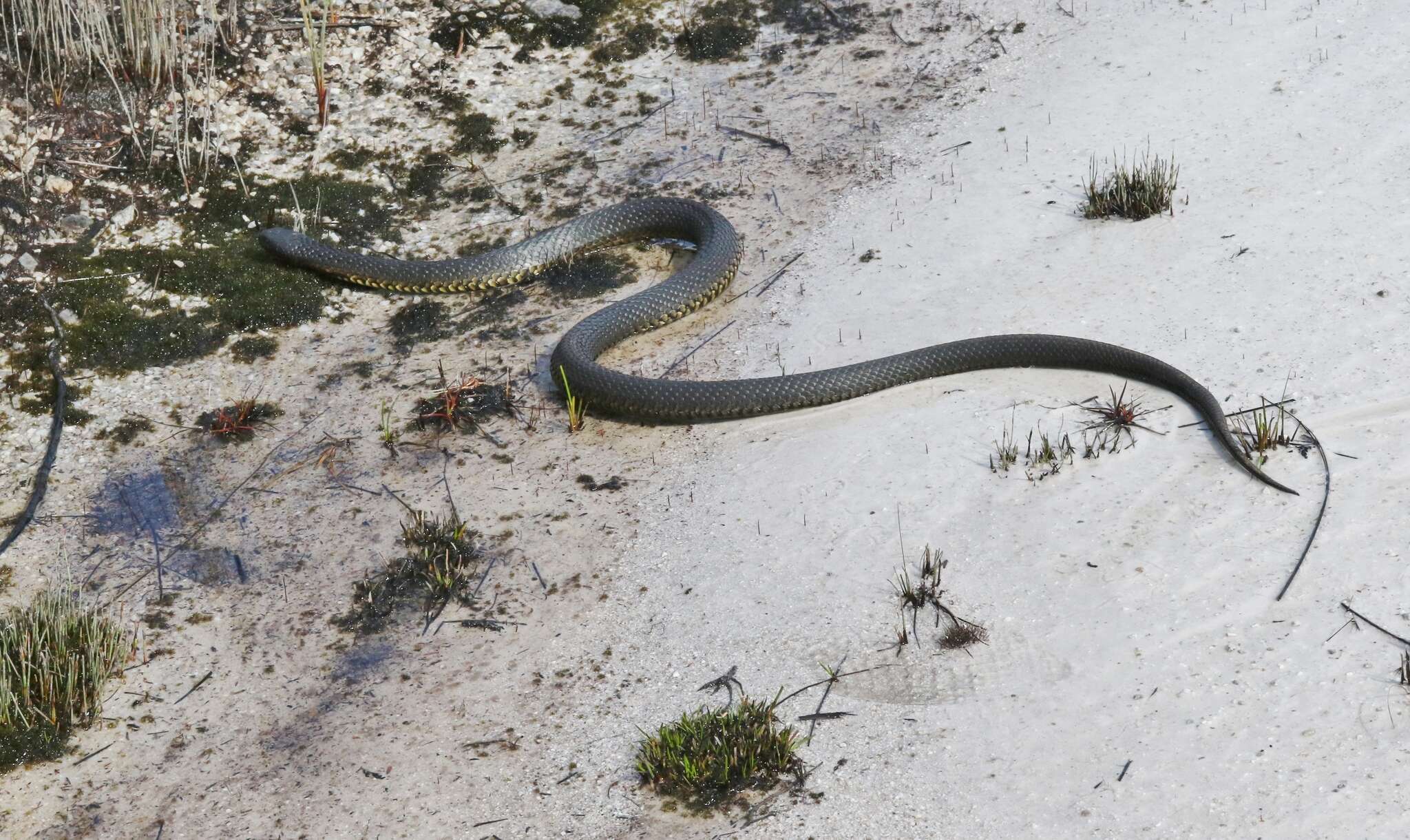 Image of Australian Tiger Snakes