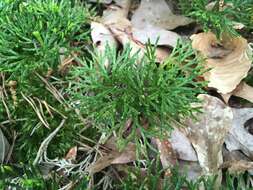 Image of deeproot clubmoss