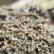 Image of American gomphillus lichen