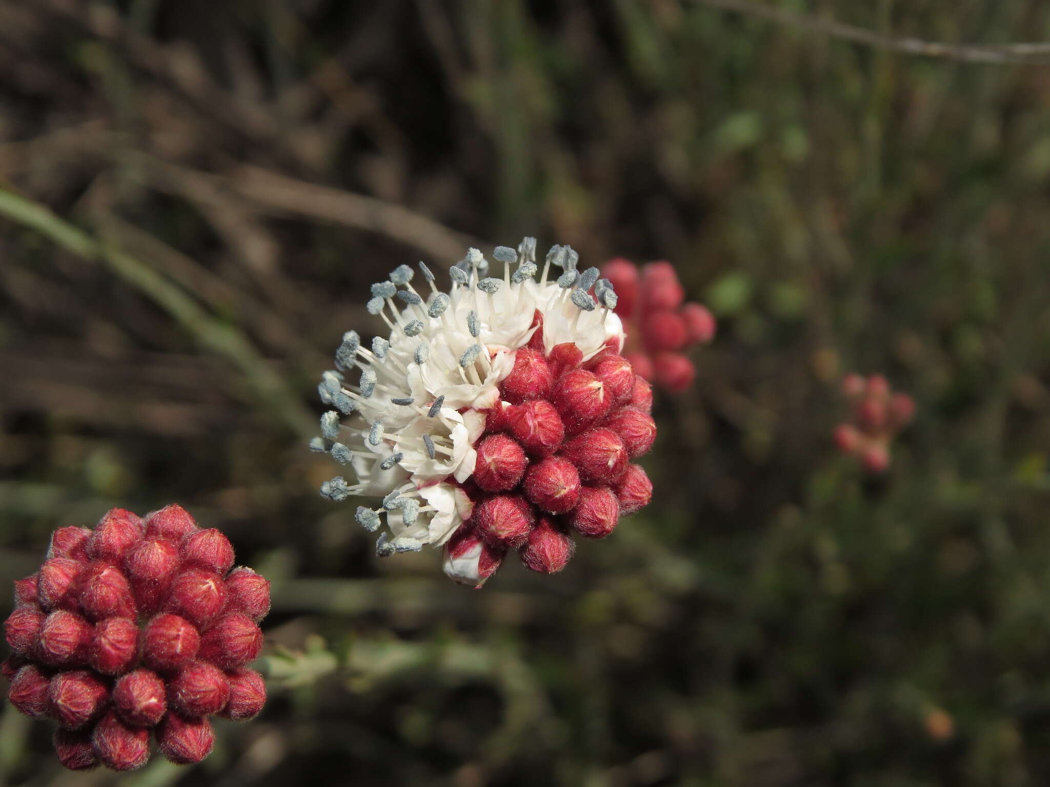 Sivun Malesherbia fasciculata D. Don kuva