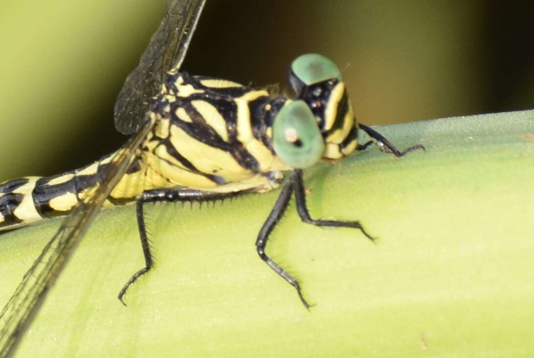 Image of Microgomphus torquatus (Selys 1854)