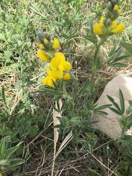 Thermopsis divaricarpa A. Nelson的圖片