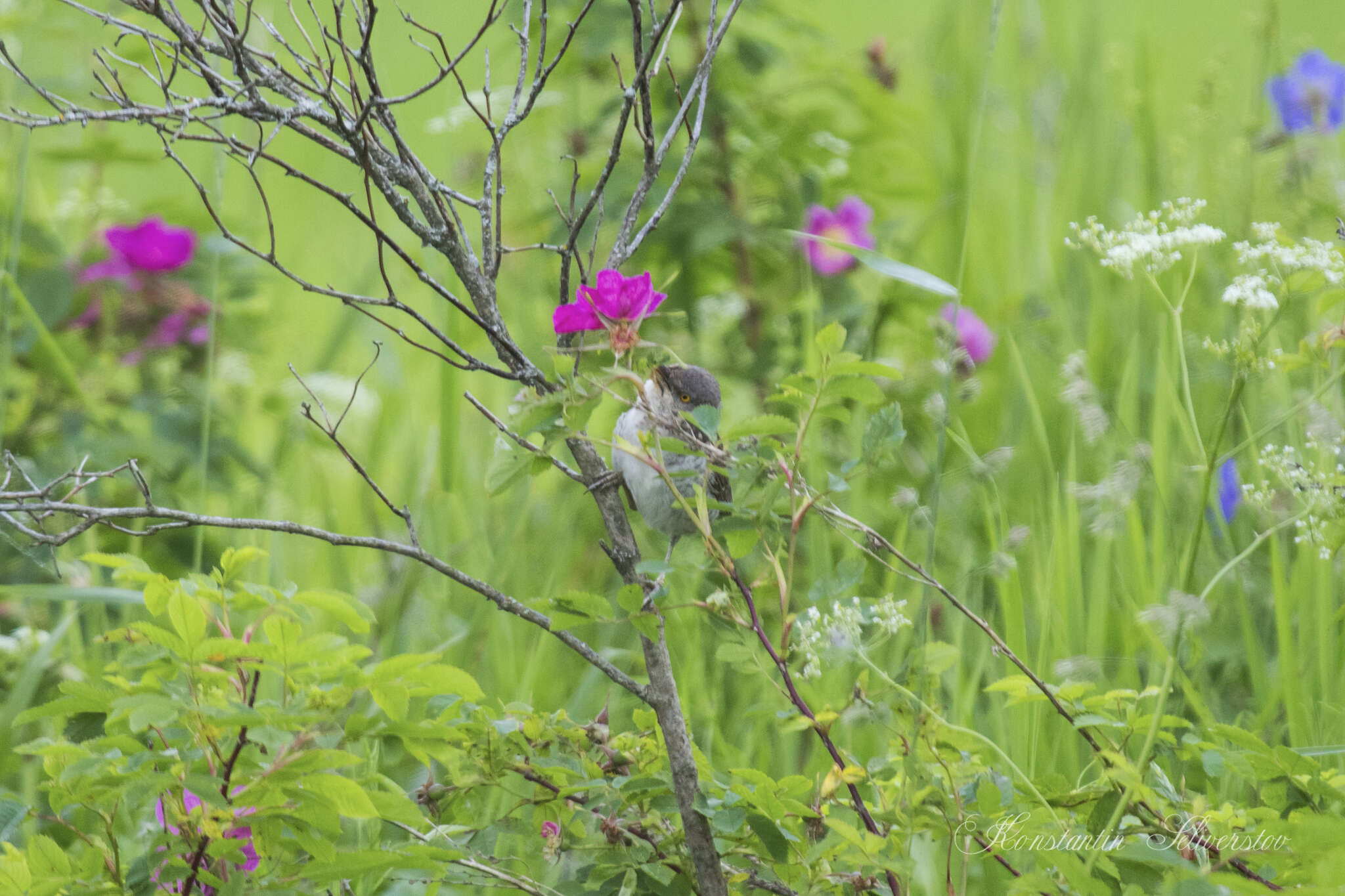 Image of Barred Warbler