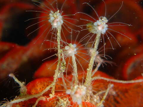 Image of pinkmouth hydroid