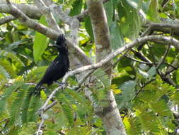 Image of Glossy Antshrike