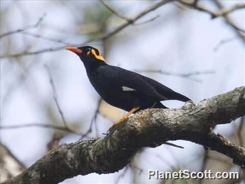 Image of Southern Hill Myna