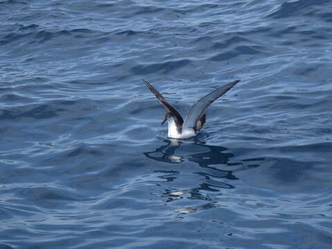 Image of Buller's Shearwater