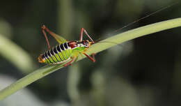 Image of Poecilimon (Poecilimon) cretensis Werner 1903