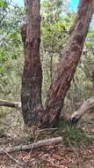 Sivun Eucalyptus piperita Sm. kuva