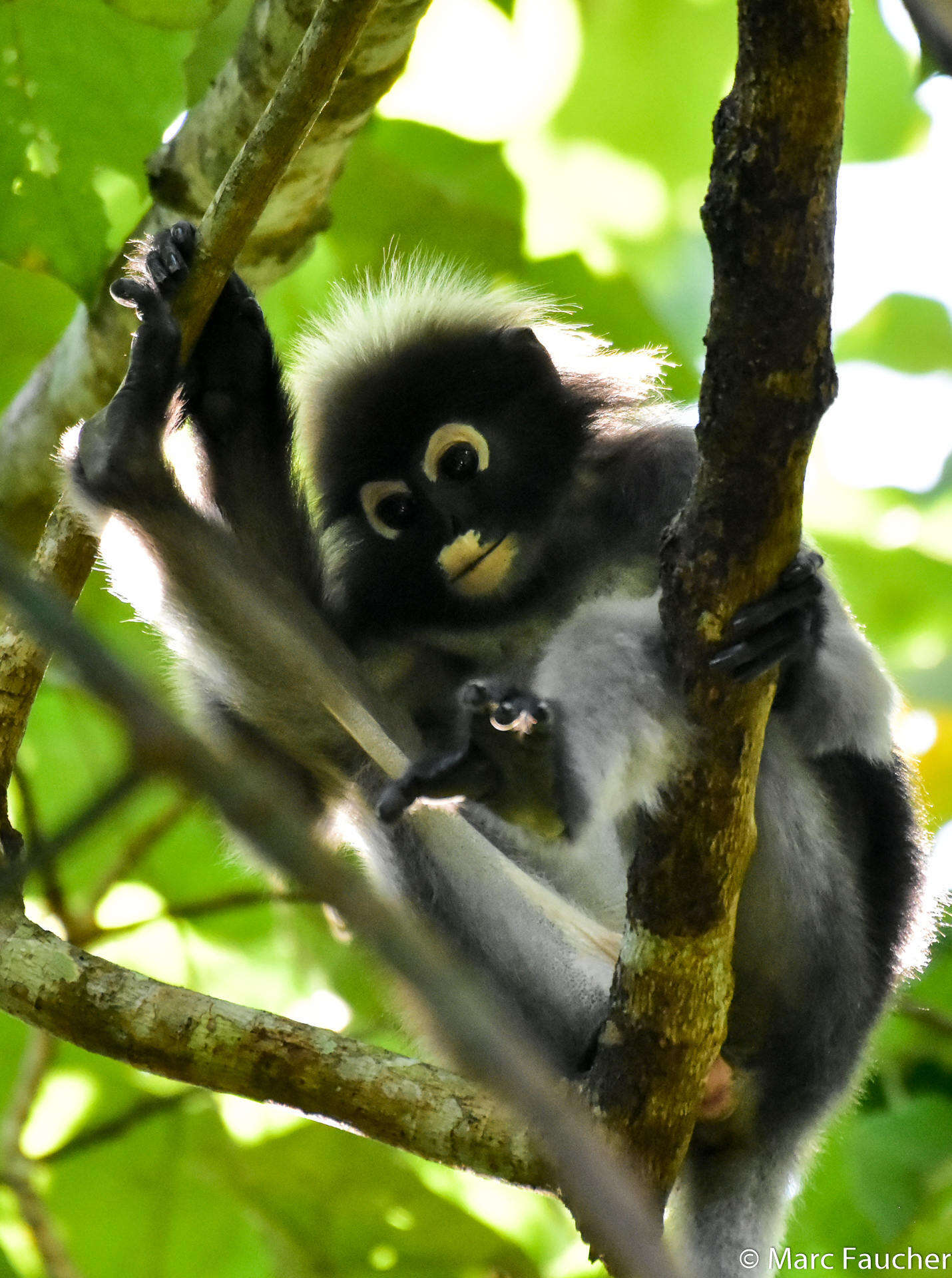 Image of Dusky Langur