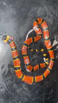 Image of Nayarit Coral Snake
