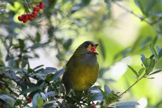 Image of Liocichla Swinhoe 1877