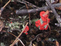 Image de Cladonia cristatella Tuck.