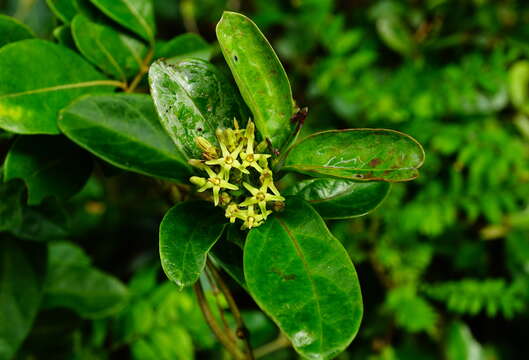 Image of Parsonsia alboflavescens (Dennst.) D. J. Mabberley