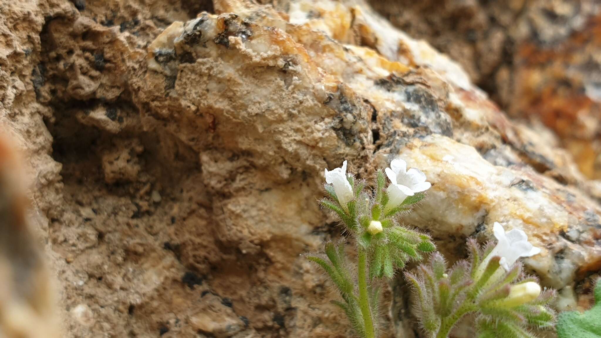 Image of roundleaf phacelia