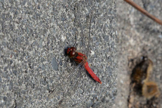 Image of Sympetrum darwinianum (Selys 1883)