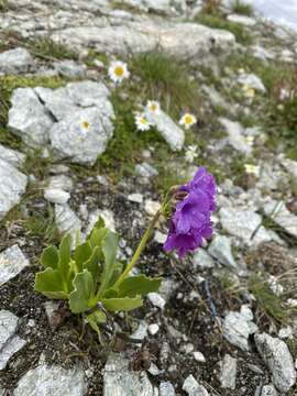 Primula latifolia Lapeyr. resmi