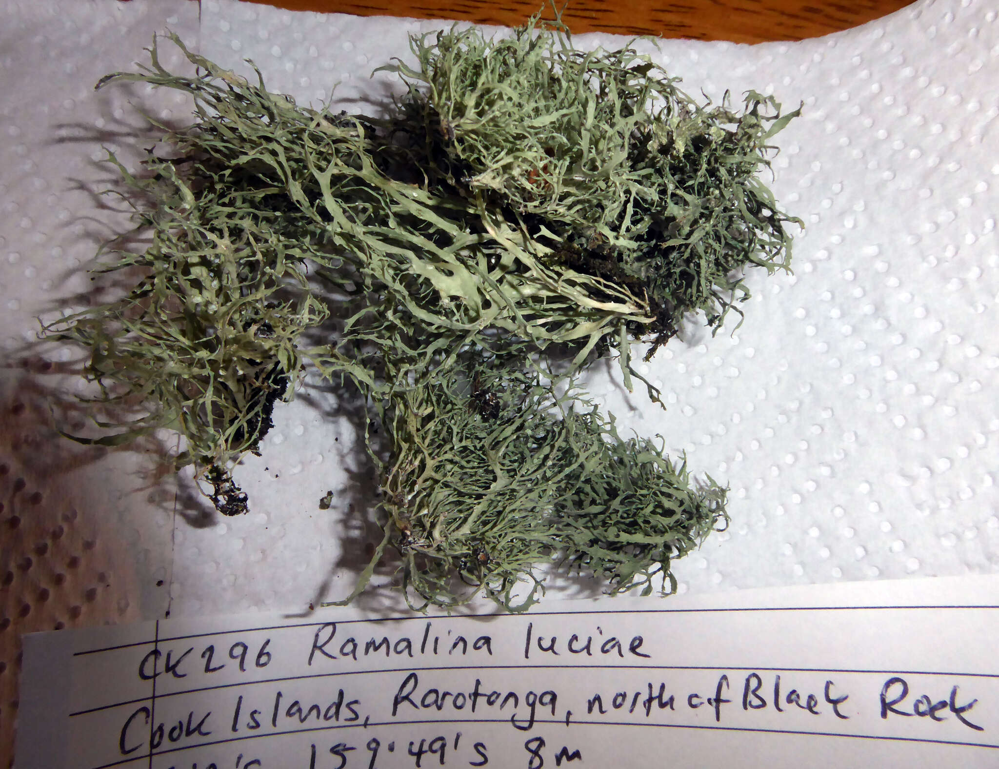 Image of Ramalina luciae Molho, Brodo, W. L. Culb. & C. F. Culb.