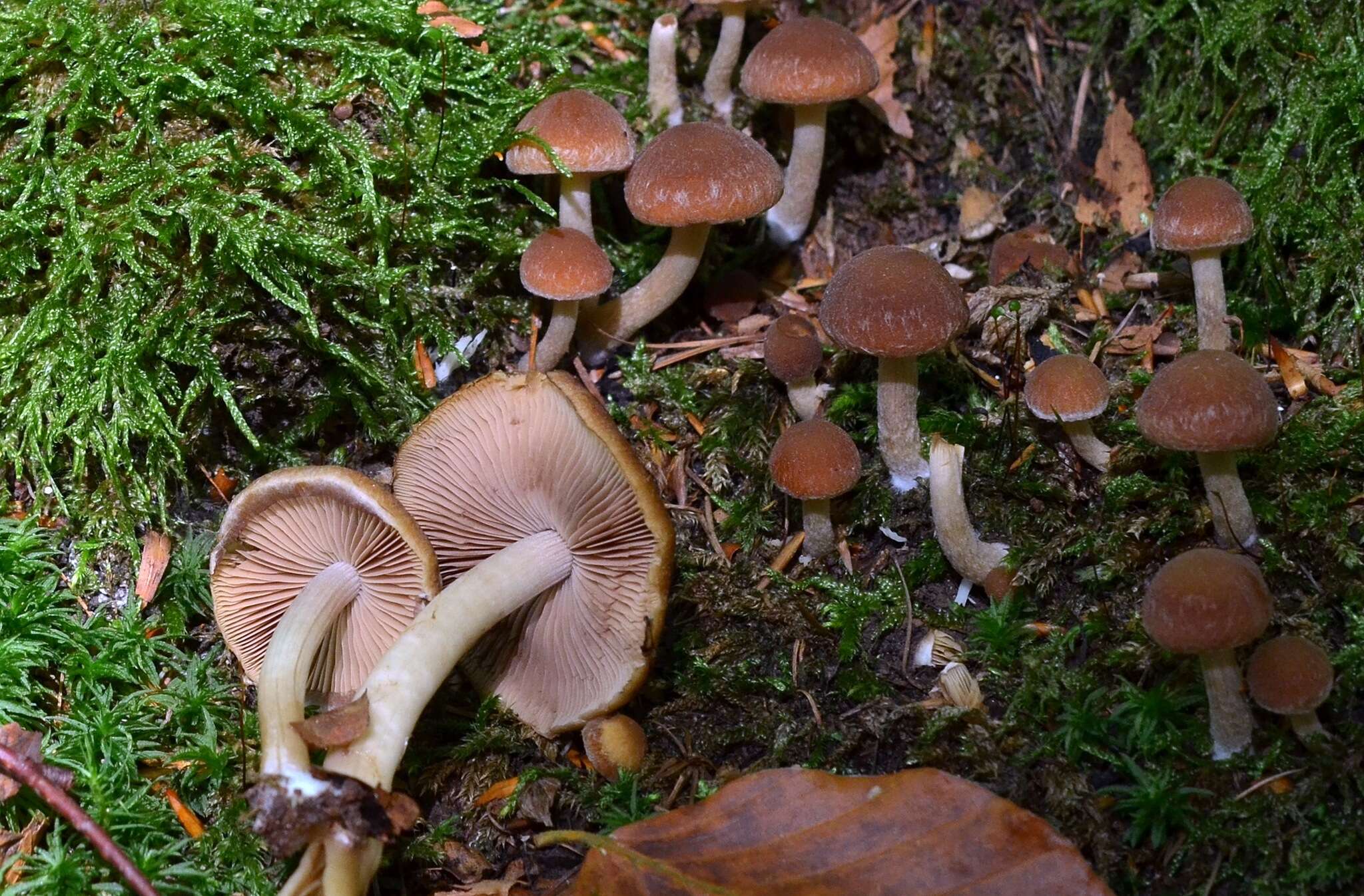 Image of Psathyrella piluliformis (Bull.) P. D. Orton 1969