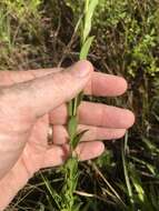 Image of Virginia Goldenrod