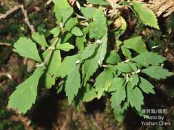 Image of Callicarpa randaiensis Hayata