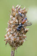 Image of Cylindromyia pusilla (Meigen 1824)